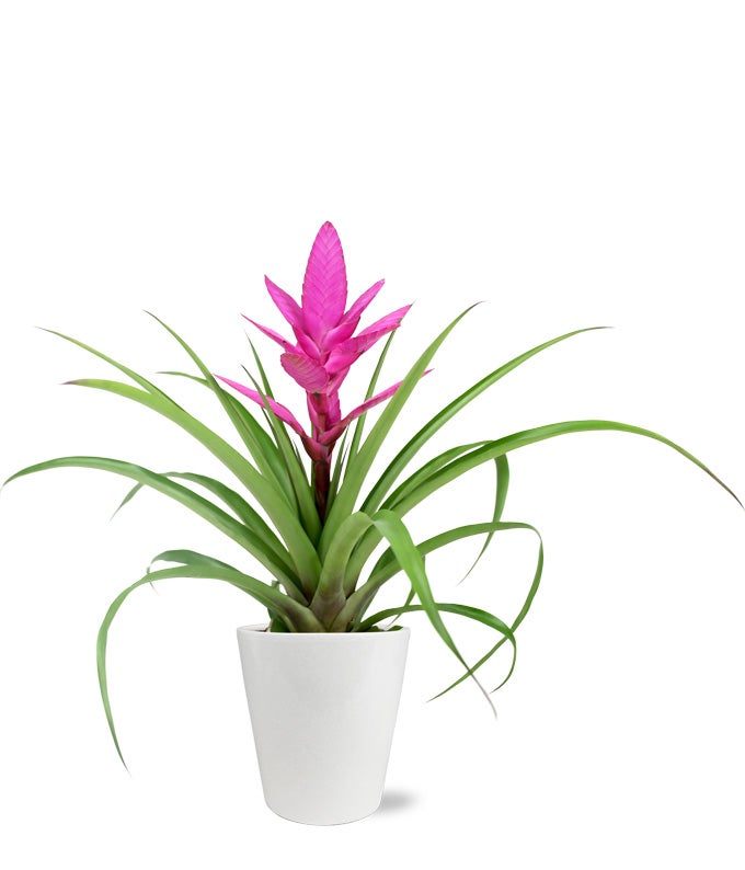 Pink Bromeliad Plant
