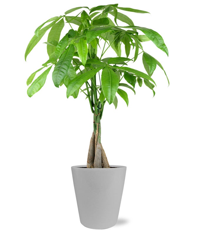 Money Tree