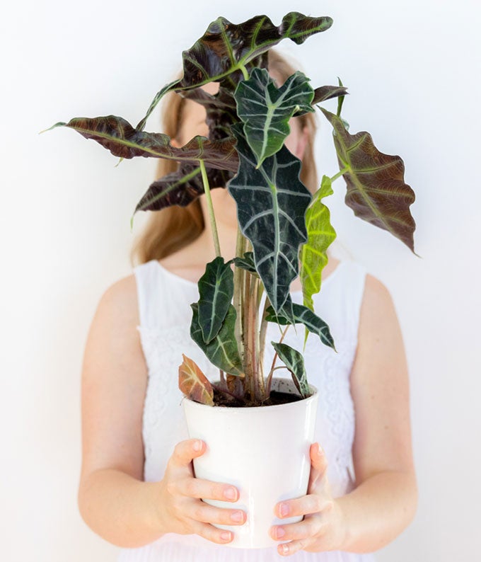 Elephant&#39;s Ear Potted Plant