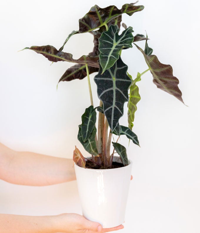 Elephant&#39;s Ear Potted Plant
