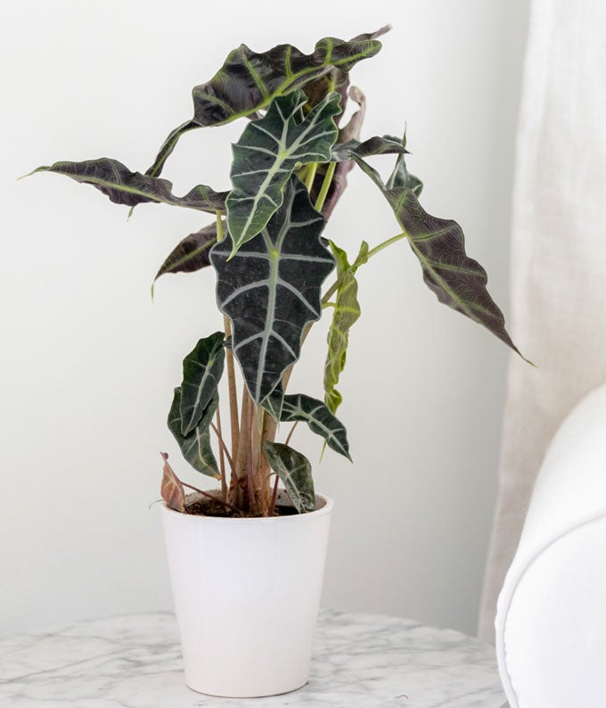 Elephant&#39;s Ear Potted Plant