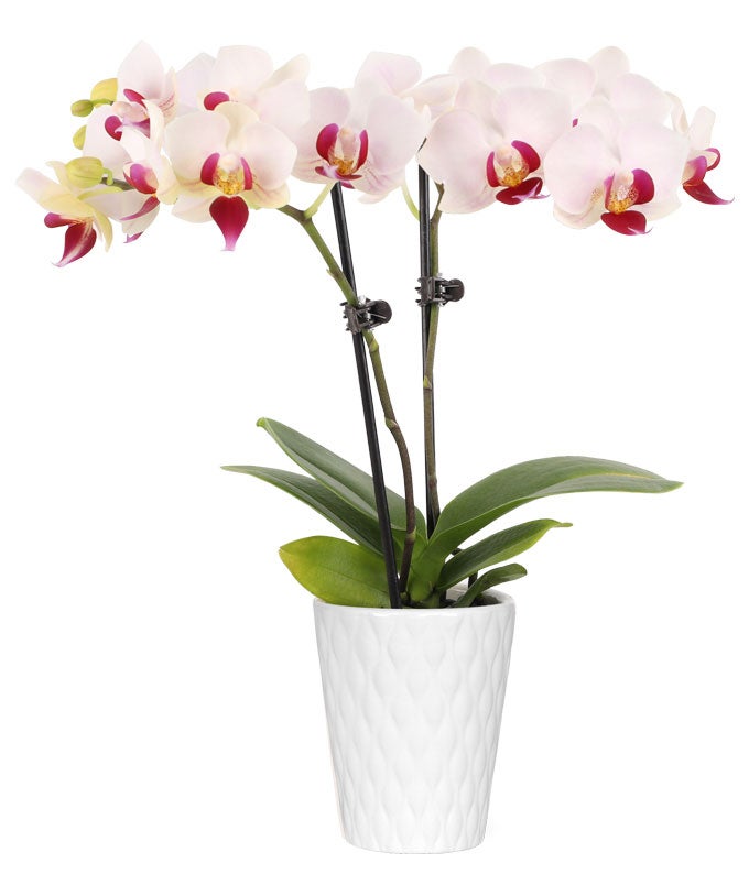 Whimsy &amp; Wonder Mini Orchid