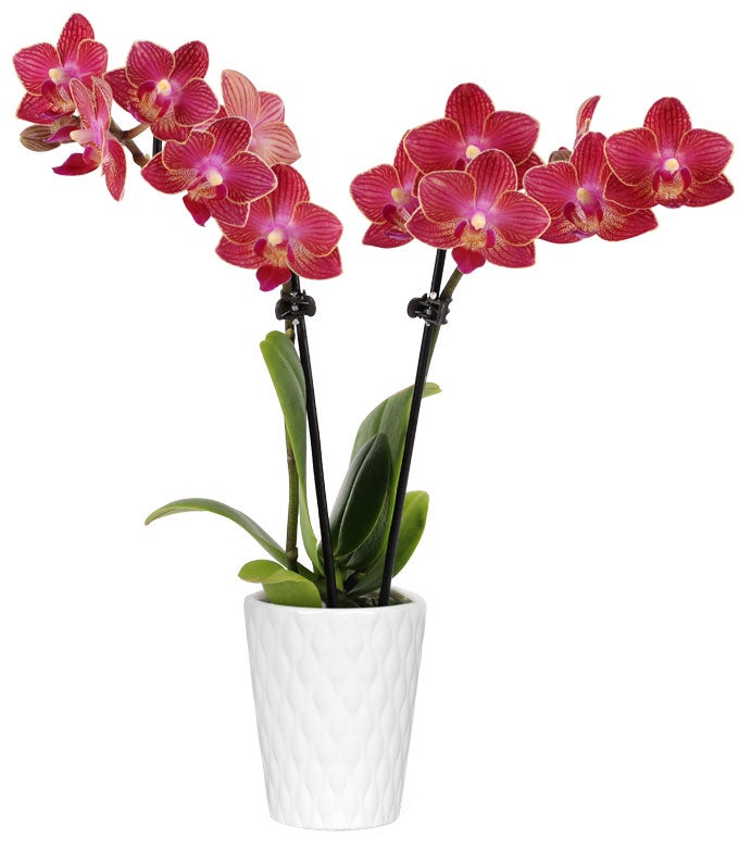 Radiant Red Mini Orchid