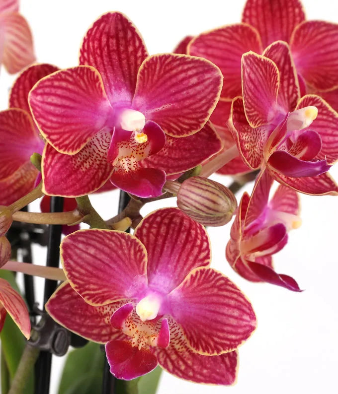 Radiant Red Mini Orchid