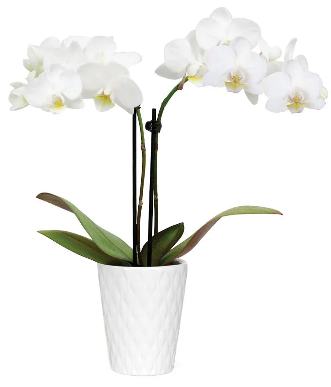 White Mini Orchid