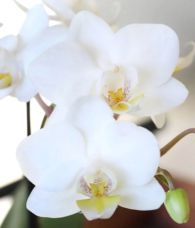 White Mini Orchid