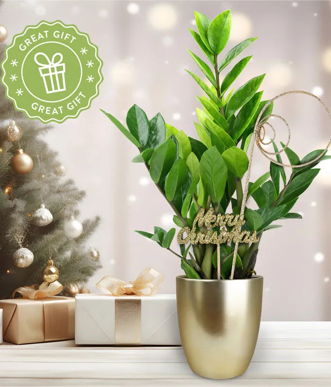 Merry Christmas ZZ Plant