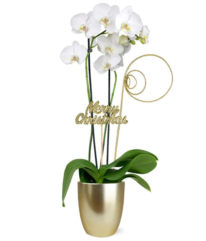 IMPORTED - Merry Christmas White Orchid