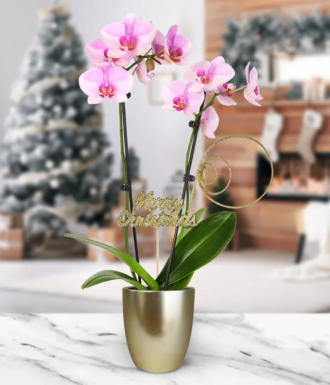 Merry Christmas Pink Orchid