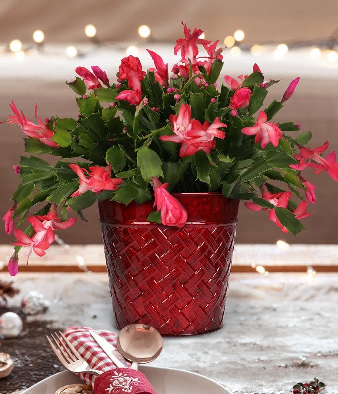 Yuletide Bloom Christmas Cactus