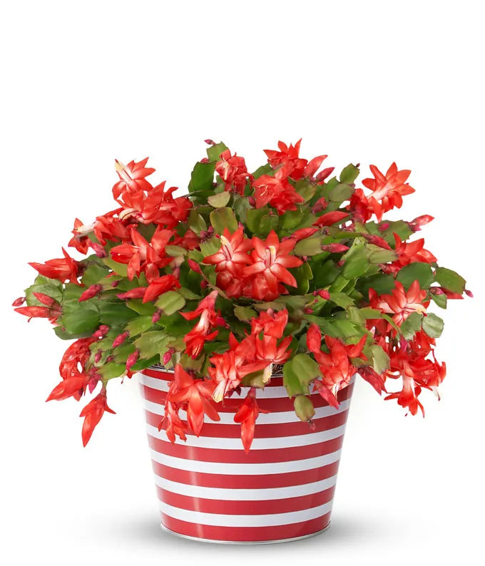 Yuletide Bloom Christmas Cactus
