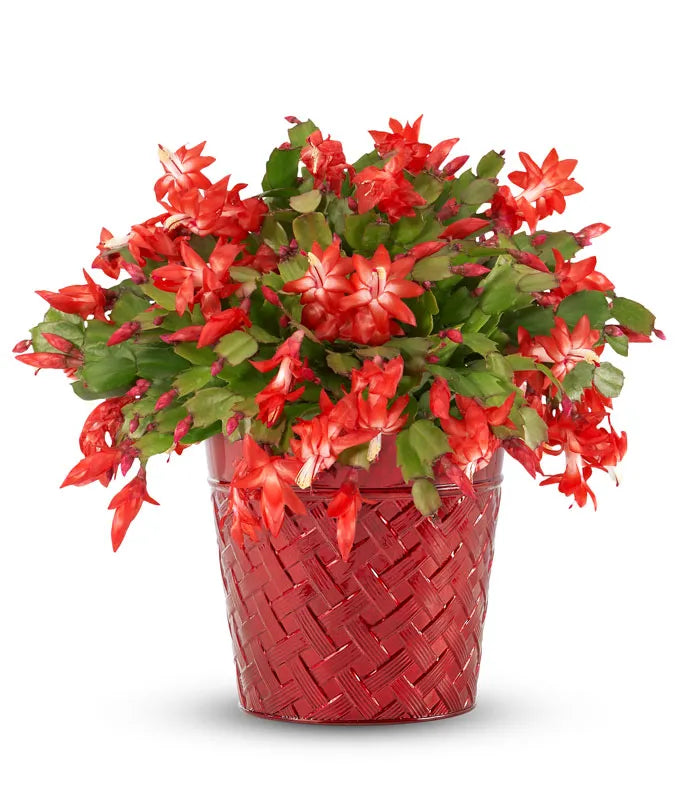 Yuletide Bloom Christmas Cactus