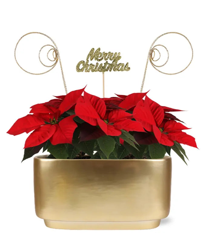 Holiday Sparkle Poinsettia Duo