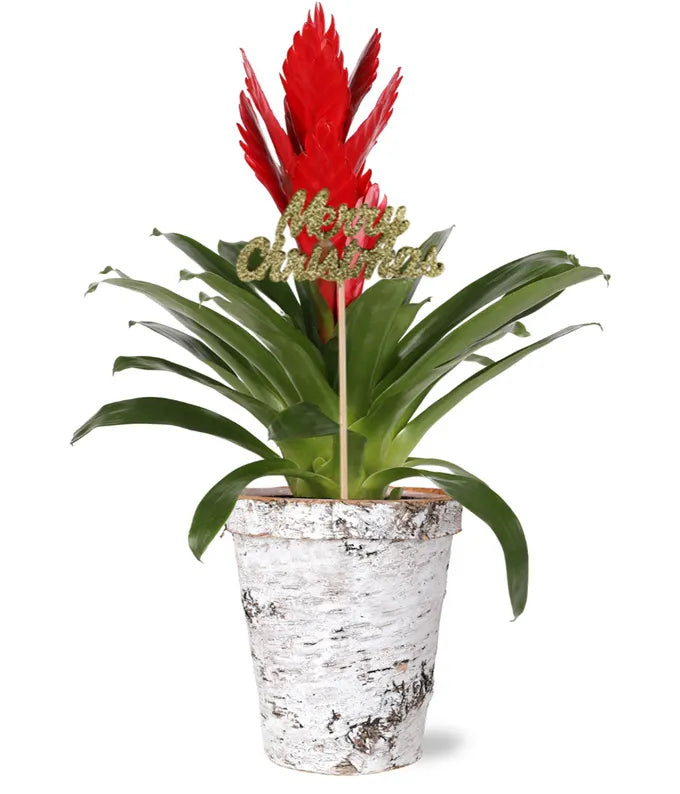 Joyful Red Bromeliad