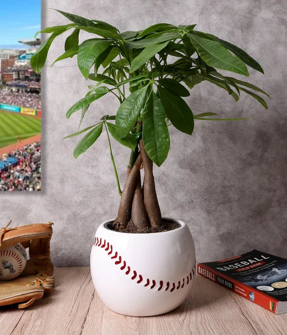 Homerun Dad Money Tree