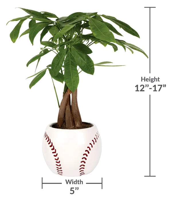 Homerun Dad Money Tree