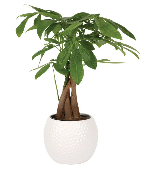 Tee-rific Dad Money Tree