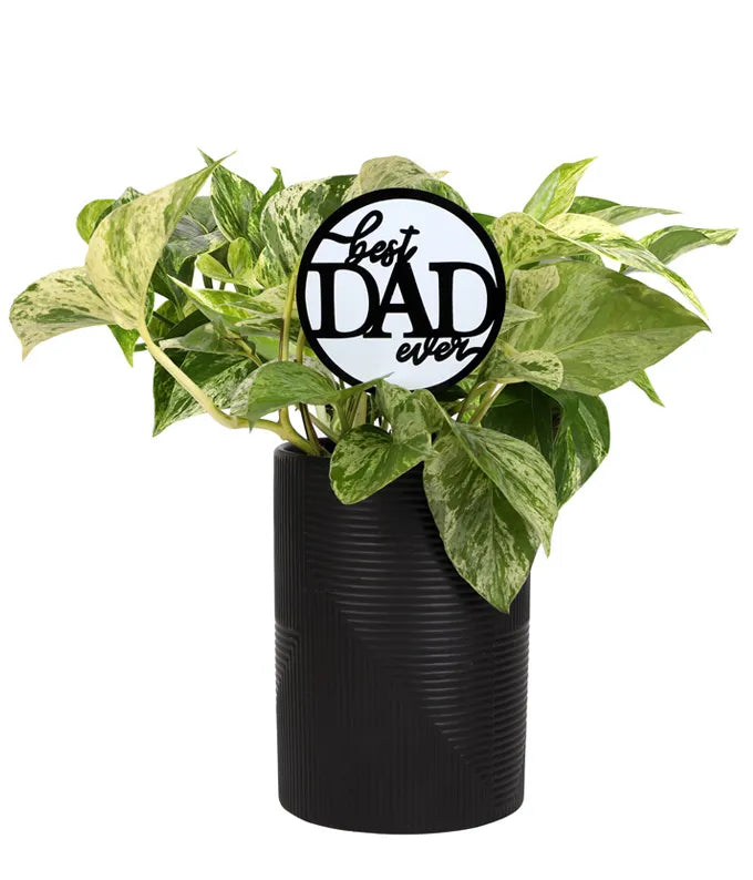 Leaf It to Dad Pothos Plant