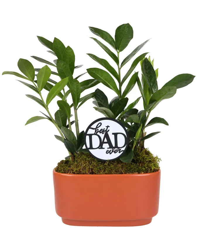 Best Dad Ever ZZ Plant