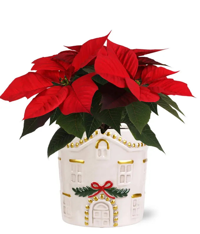 Home for the Holly-Days Poinsettia Plant