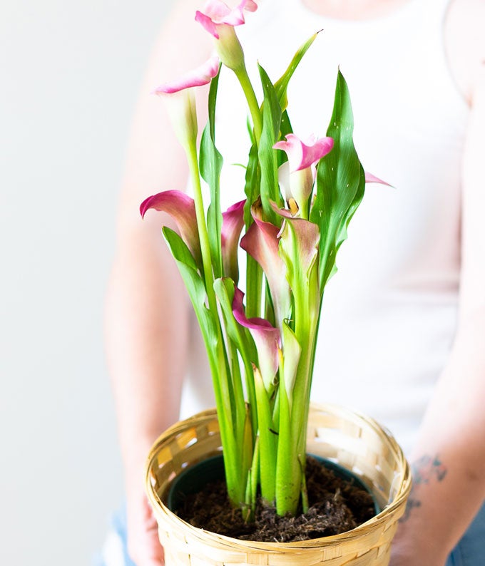 Pink Calla Lily Potted Plant