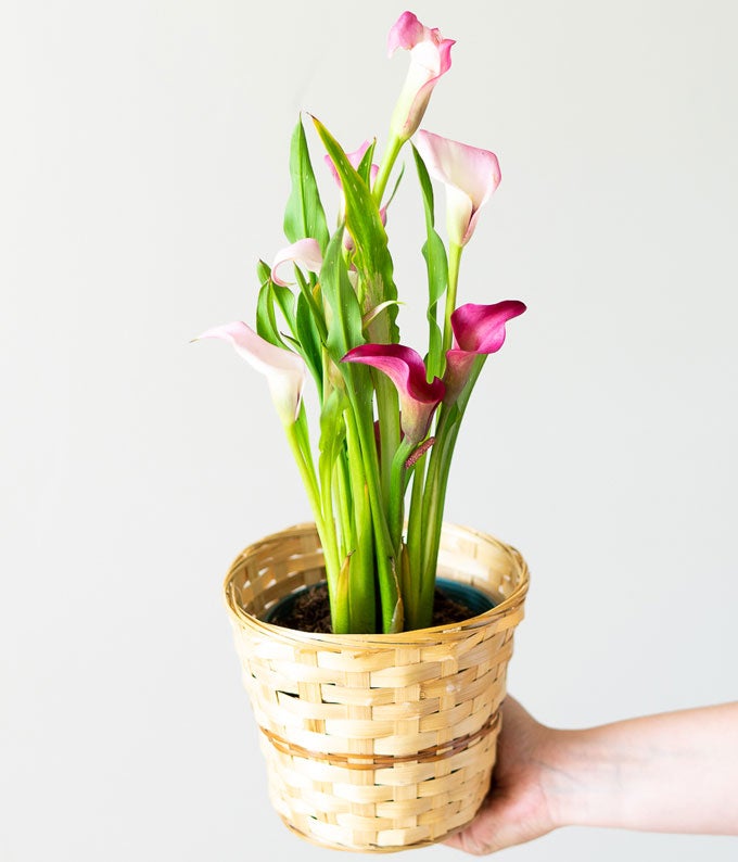 Pink Calla Lily Potted Plant