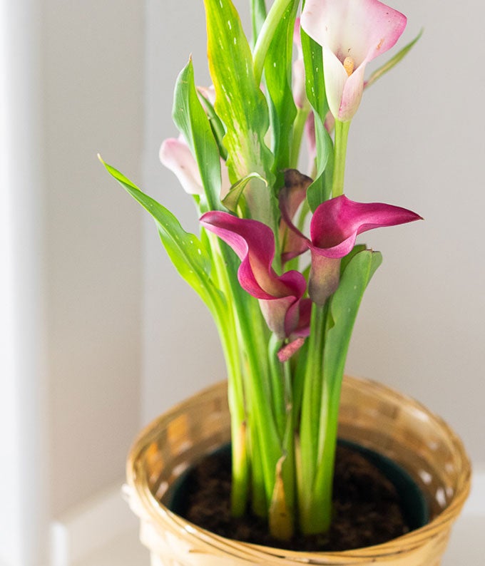 calla lily potted plant Pink Calla Lily Plant