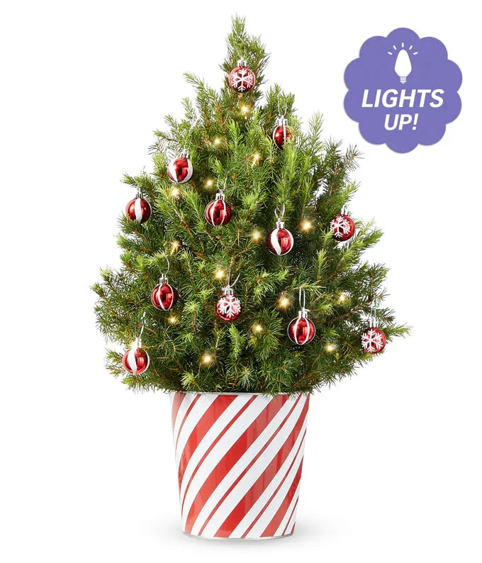 Candy Cane Lane Mini Holiday Tree