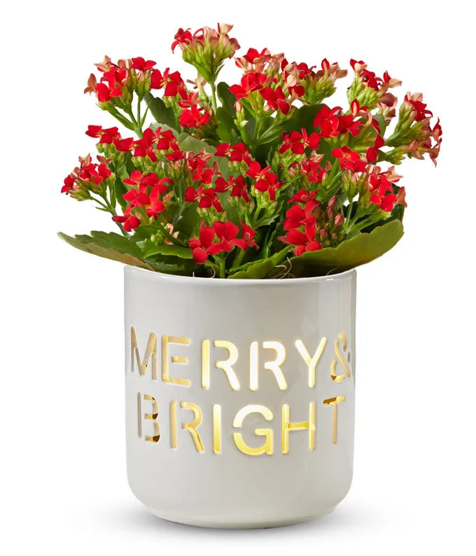 Merry &amp; Bright Kalanchoe Plant