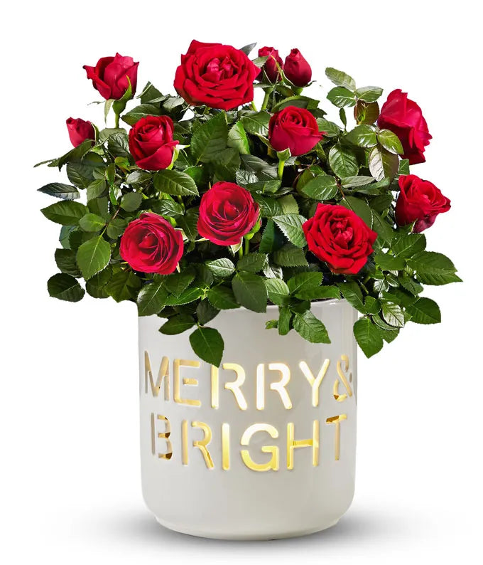 Merry &amp; Bright Red Rose Plant