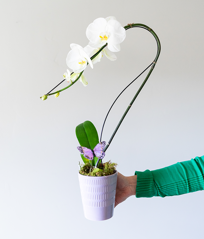 Opulent Orchids - Single