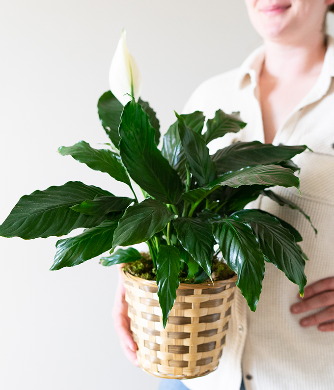 Classic Peace Lily