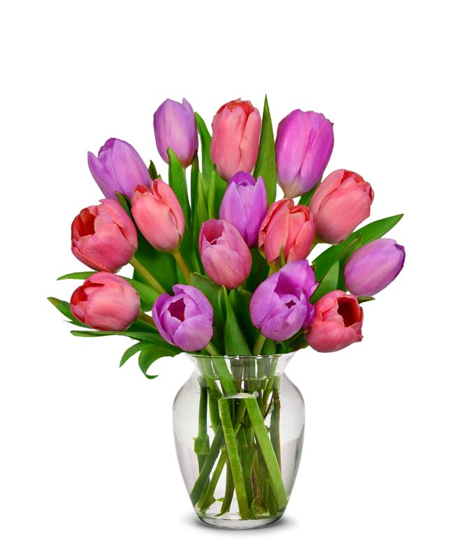 Pink and Purple Tulips - 15 Stems