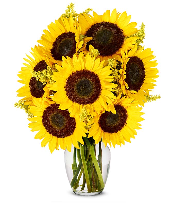 Stunning Sunflowers