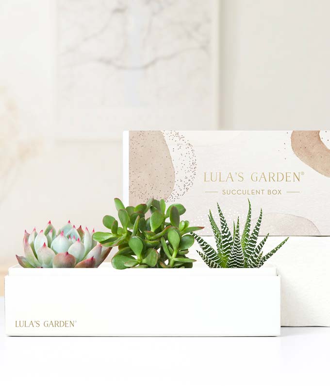 Lula&#39;s Garden Jewel Succulent Gift