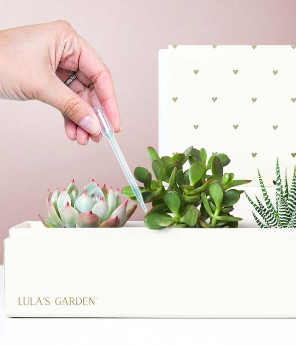 Lula&#39;s Garden® I Love You Succulent Box