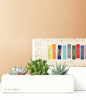 succulent plant gift baskets Lula's Garden Congratulations Succulent Box
