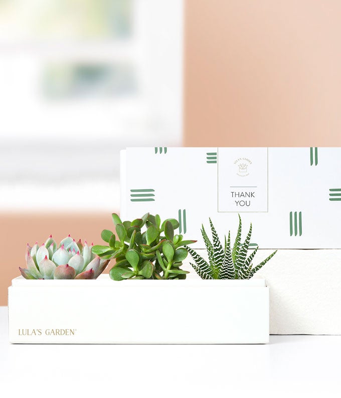 thank you succulents Thank You Succulent Gift Lula's Garden