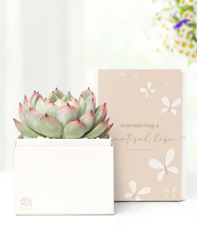 succulents for sympathy Succulent Gift