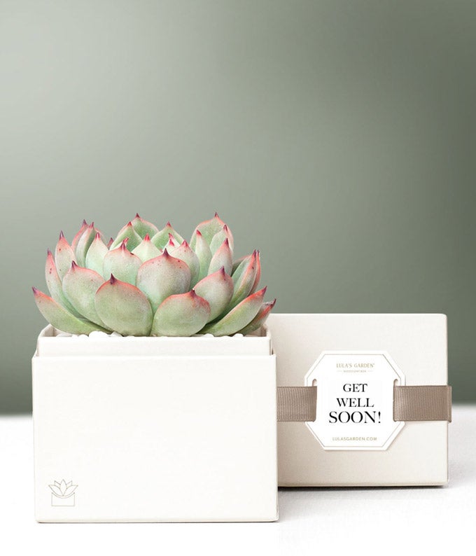 lula's garden succulent Lula's Garden Get Well Bliss Succulent Gift
