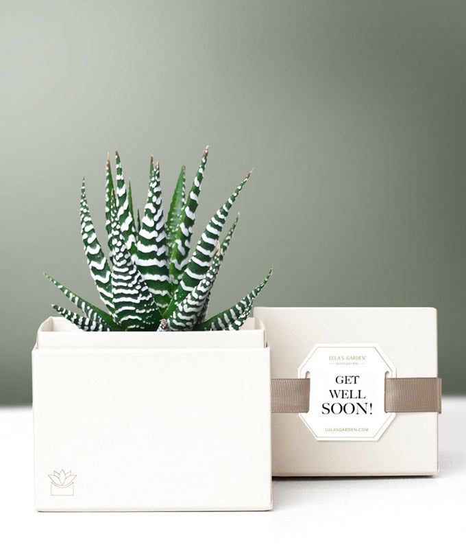 succulents by lula's garden Lula's Garden Get Well Zebra Succulent Gift