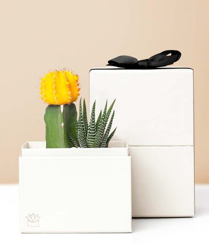 Lula&#39;s Garden Forever Sunny Succulent Gift