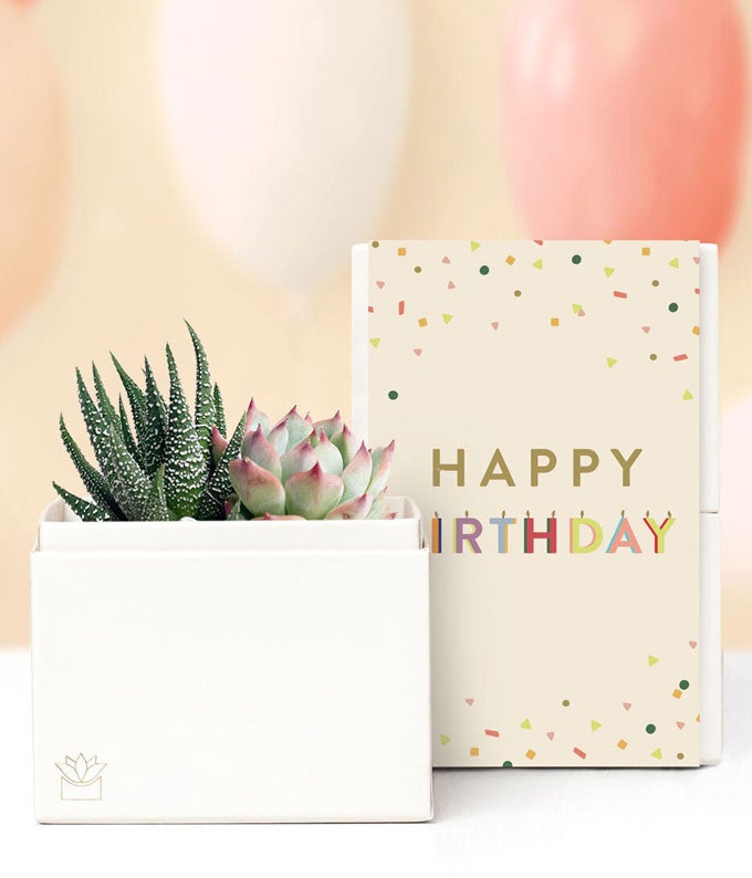 succulent birthday wishes Lula's Garden Birthday Glow Succulent Gift