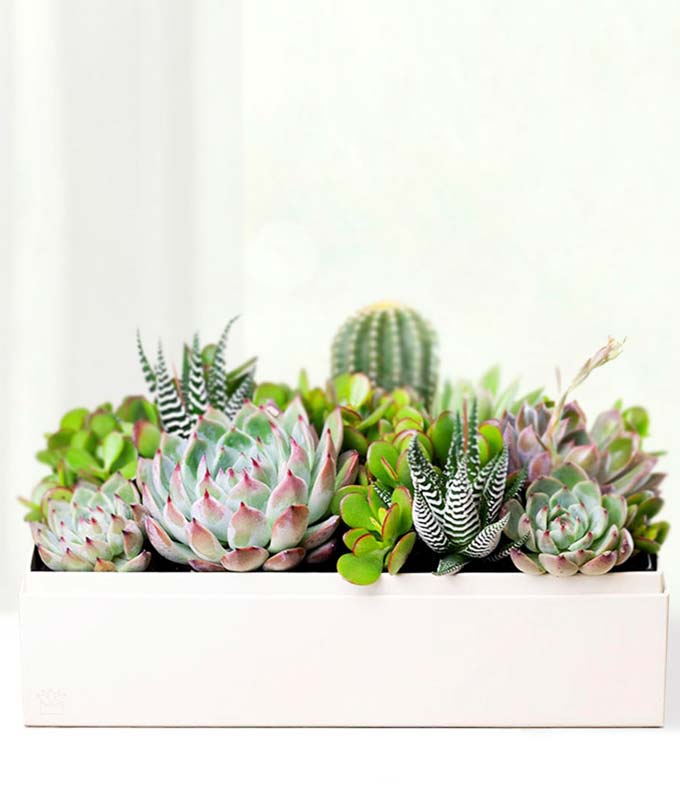 sympathy succulents The Lush Garden | Succulent Gift