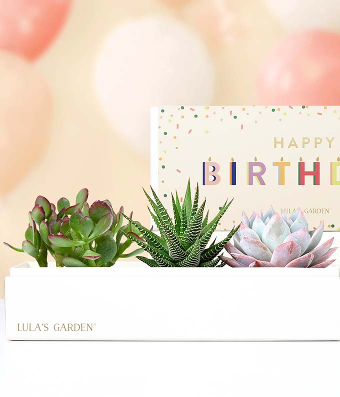 succulent happy birthday images Lula's Garden Birthday Verdant Succulent Gift