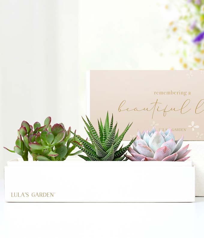 sweet and succulent shop Cherished Memories Lula's Garden Verdant Succulent Gift