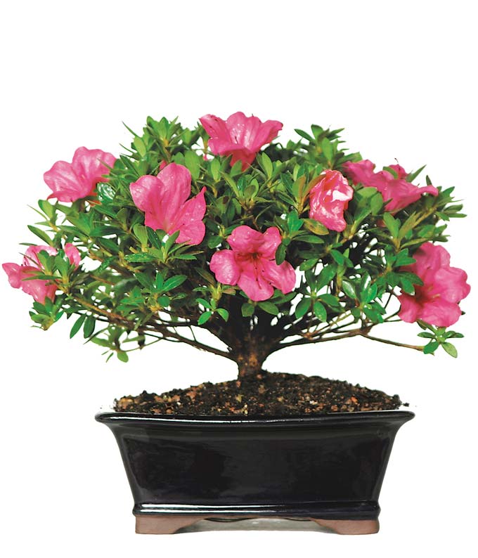 Pink Azalea Plant shipped in the mail