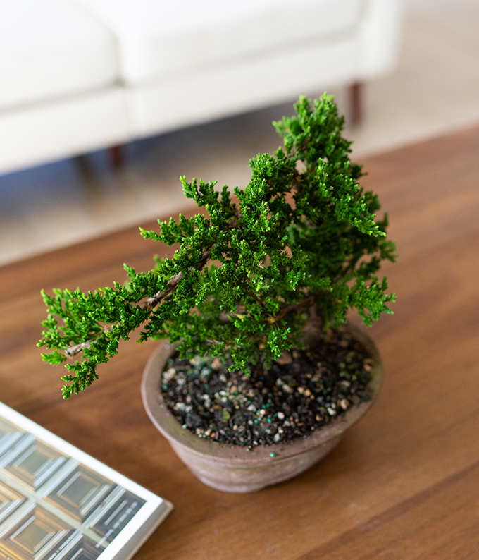 Arching Juniper Bonsai Tree