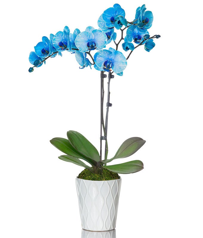 blue orchid plant for delivery