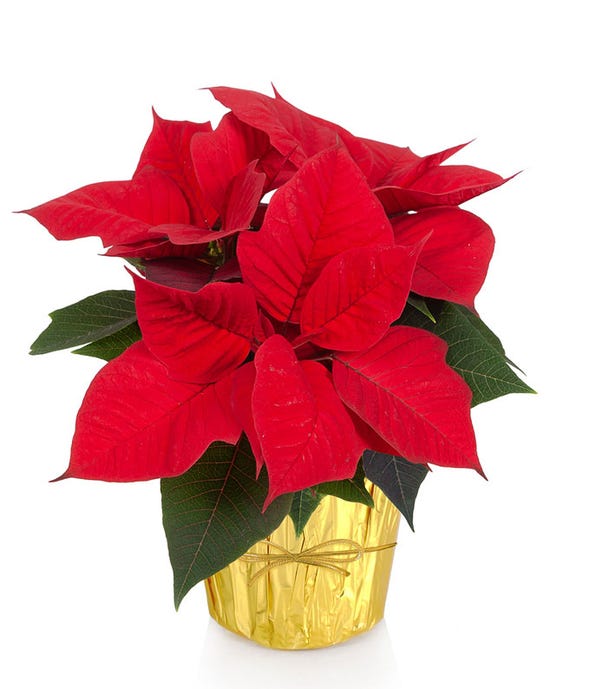 poinsettia delivery